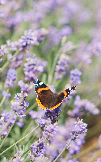 butterfly-on-a-plant