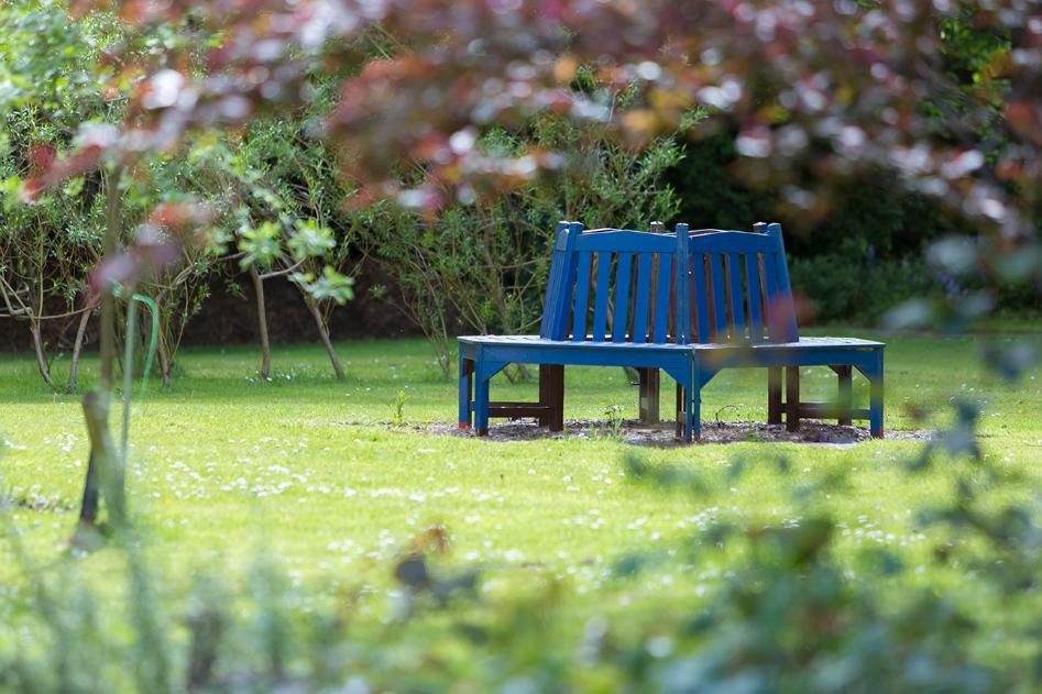 garden bench with cherry blossom tree